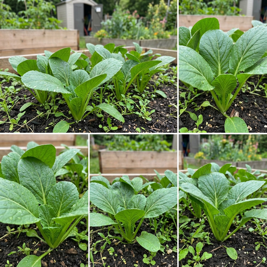 Komatsuna Seeds for Planting - Japanese Greens for Your Garden