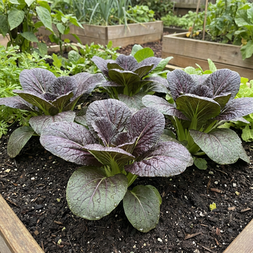 Choi Bok Choy Dark Purple Seeds - Easy Planting for a Vibrant Vegetable Garden