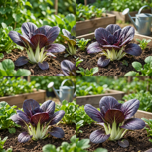 Choi Bok Choy Dark Purple Seeds - Easy Planting for a Vibrant Vegetable Garden