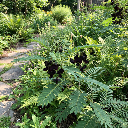 Planting Seeds: Black Senna Marilandica