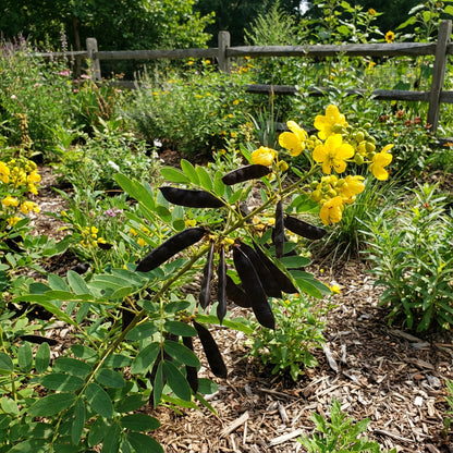 Planting Seeds: Black Senna Marilandica