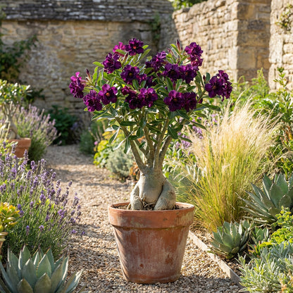 Purple Adenium Obesum Seeds Collection for Easy Planting