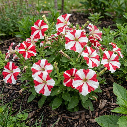 White and Red Petunia Seeds for Beautiful Garden Planting