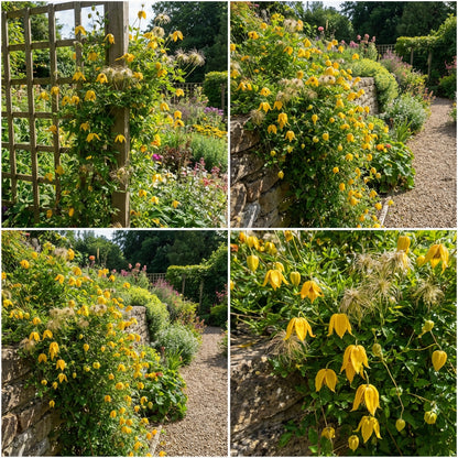 Yellow Tangutica Flower Planting Seeds Collection