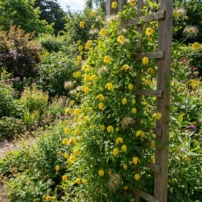 Yellow Tangutica Flower Planting Seeds Collection