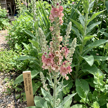 Bio Color Verbascum Antique Rose Flower Planting Seeds - Perennial Seeds for Vibrant Garden Blooms