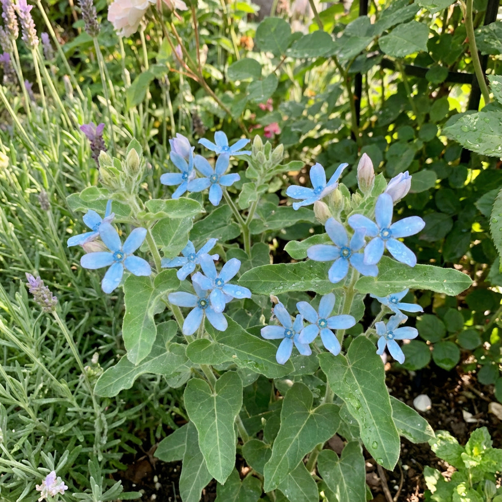 TWEEDIA Flower Planting Seeds - Vibrant Blooms for Your Garden Oasis