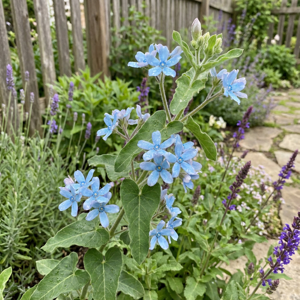 TWEEDIA Flower Planting Seeds - Vibrant Blooms for Your Garden Oasis