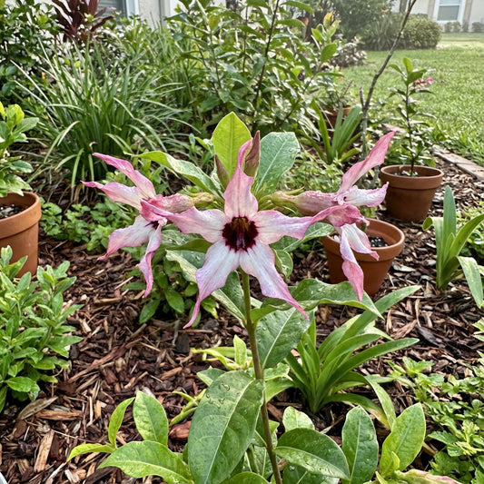 African Flower Planting Seeds Collection - Premium Seeds for Vibrant Blooms