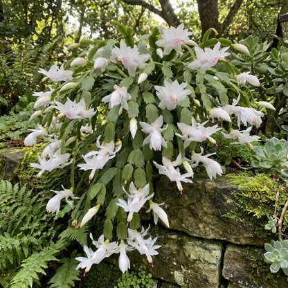 Schlumbergera Flower White Planting - Seed for Beautiful and Elegant Blooms in Your Garden