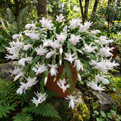 Schlumbergera Flower White Planting - Seed for Beautiful and Elegant Blooms in Your Garden