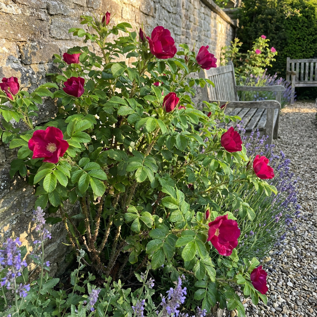 Red Rugrose Rose Flower Planting Seeds