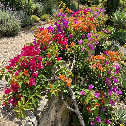 Bougainvillea Flower Seeds Mix for Vibrant Planting