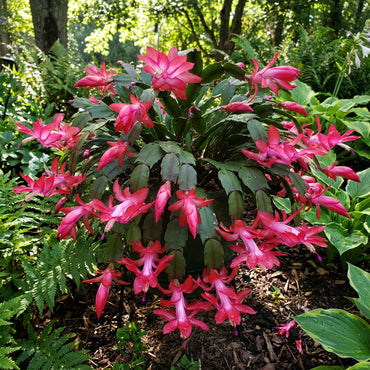 Zygocactus Truncatus Flower Seeds for Planting  Mixed Colors, Ideal for Indoor/Outdoor Gardens
