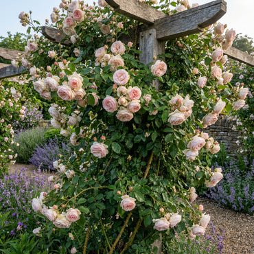 Climbing Rose Seeds Collection for Planting