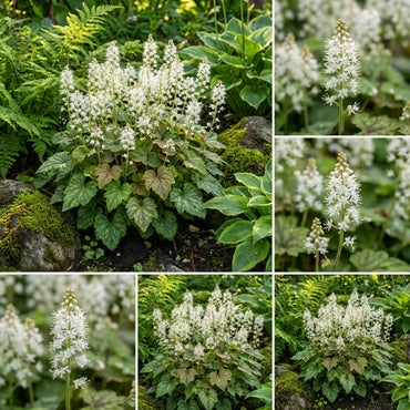White Tiarella Foam Flower Planting for Lush Gardens - Seeds for Delightful Spring Flowers
