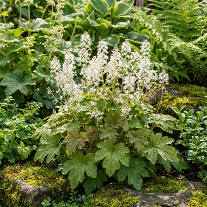 White Tiarella Foam Flower Planting for Lush Gardens - Seeds for Delightful Spring Flowers