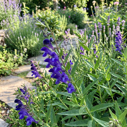 Blue Scutellaria Baicalensis Seeds for Planting