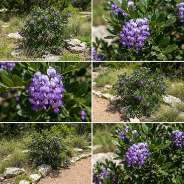 Texas Laurel Planting Seeds for Thriving Growth and Lush Gardens  Seed for Beautiful Landscapes and Natural Elegance