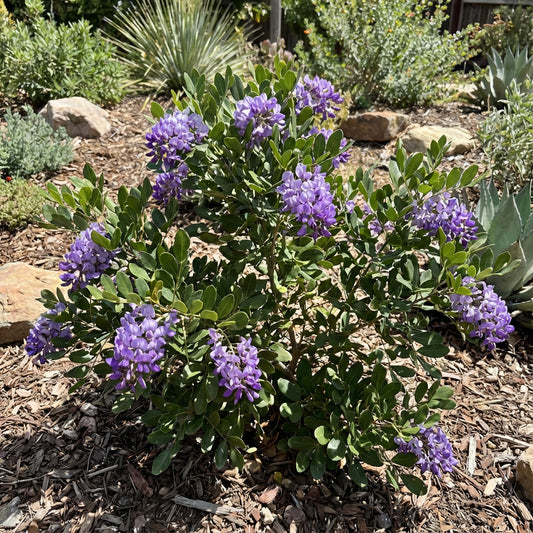 Texas Laurel Planting Seeds for Thriving Growth and Lush Gardens  Seed for Beautiful Landscapes and Natural Elegance