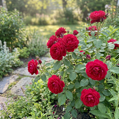 Red Rose Flower Planting Seeds Collection