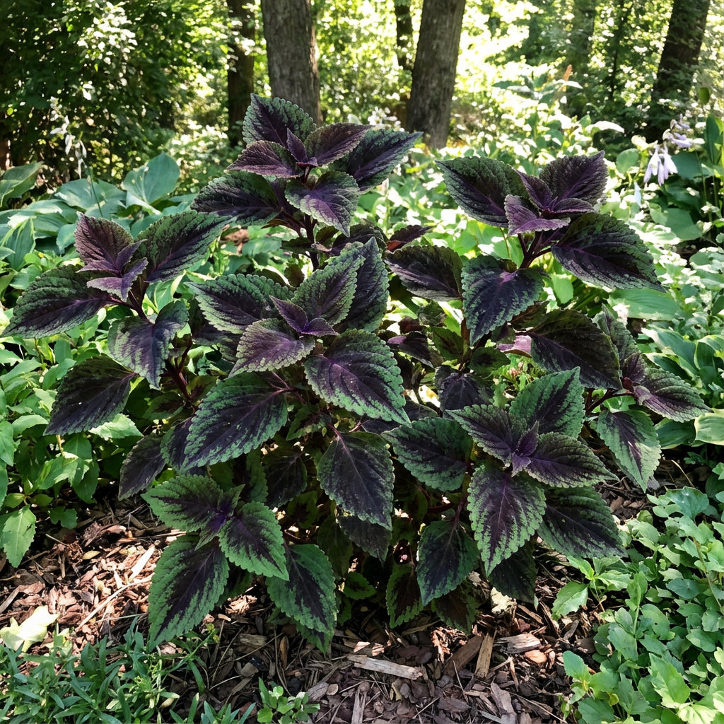 Coleus Green & Black Seeds for Planting