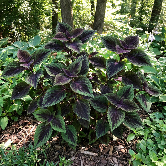 Coleus Green & Black Seeds for Planting