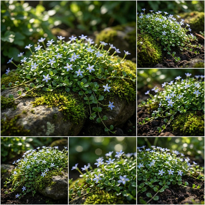 Star Creeper Flower Planting Seeds Collection