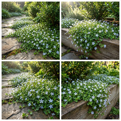 Star Creeper Flower Planting Seeds Collection