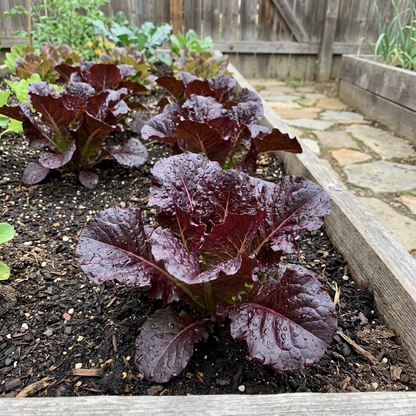 Black Lettuce Seeds - Ideal for Planting