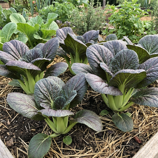 Black Choi Bok Choy Planting Seeds