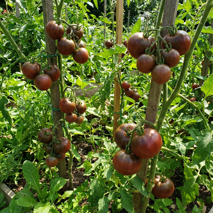 Chocolate Tomato Seeds for Planting