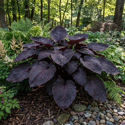 Hosta-Samen zum Pflanzen – Erbstück, Nicht-GVO, Mehrjährige Schattenpflanze, Hosta-Arten Laubsorten