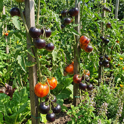 Black and Orange Tomato Seeds for Planting