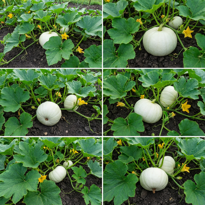 White Pumpkin Vegetable Seeds for Planting