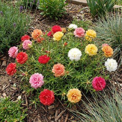 Mixed Rose Portulaca Seeds for Planting - Vibrant Flowers