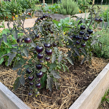 Black & Blue Tomato Seeds for Vegetable Planting
