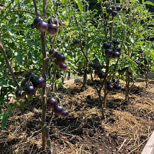 Black & Blue Tomato Seeds for Vegetable Planting
