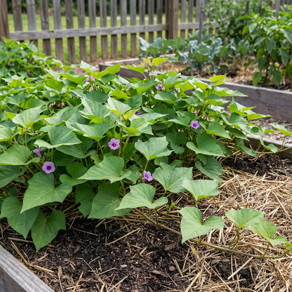 Sweet Potato Vegetable Seeds Planting