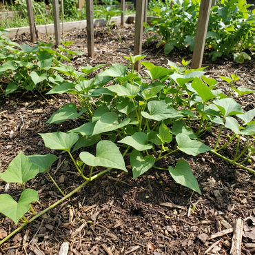 Sweet Potato Vegetable Seeds Planting Brown White