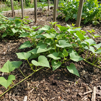 Sweet Potato Vegetable Seeds Planting Brown White