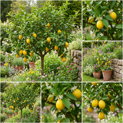 Lemon Tree Seeds: Planting Dark Green Varieties