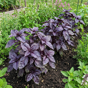 Purple Basil Plant Seeds for Planting