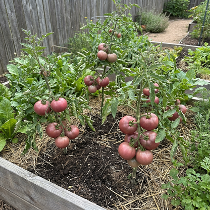 Dark Pink Tomato Seeds for Vegetable Planting