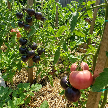 Black and Pink Tomato Seeds for Planting