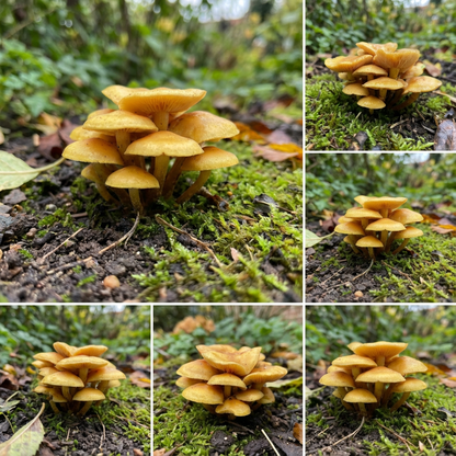 Yellow Mushrooms Planting Seeds