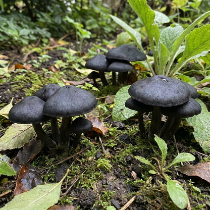 Black Mushrooms Planting Seeds
