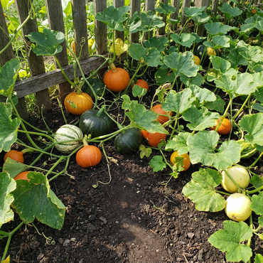 Multi-Colored Pumpkin Seeds for Planting - Vibrant Variety