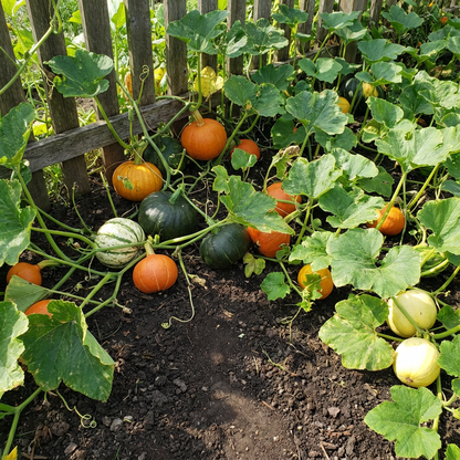 Multi-Colored Pumpkin Seeds for Planting - Vibrant Variety