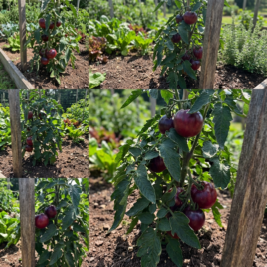 Burgundy Tomato Seeds for Vegetable Planting